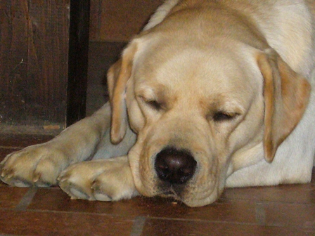 Publication : Du domaine d'orloup Auteur : la domaine d orloup