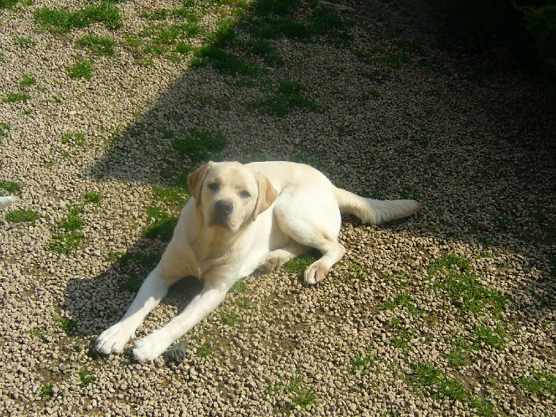 Publication : Du domaine d'orloup Auteur : la domaine d orloup