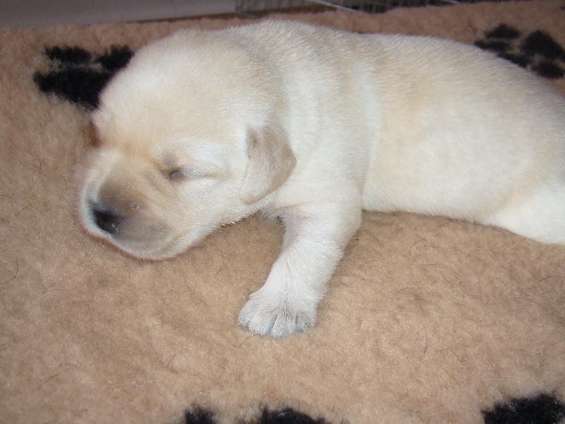 Publication : Du domaine d'orloup Auteur : la domaine d orloup