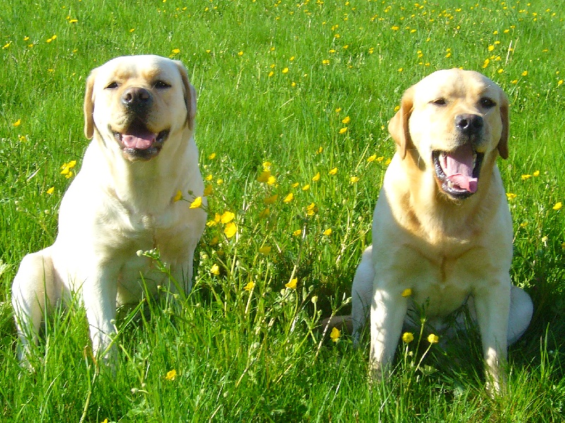 Publication : Du domaine d'orloup Auteur : la domaine d orloup