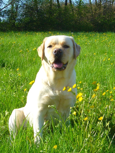 Publication : Du domaine d'orloup Auteur : la domaine d orloup