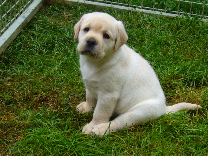 Publication : Du domaine d'orloup Auteur : la domaine d orloup