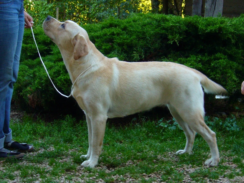 Publication : Du domaine d'orloup Auteur : la domaine d orloup