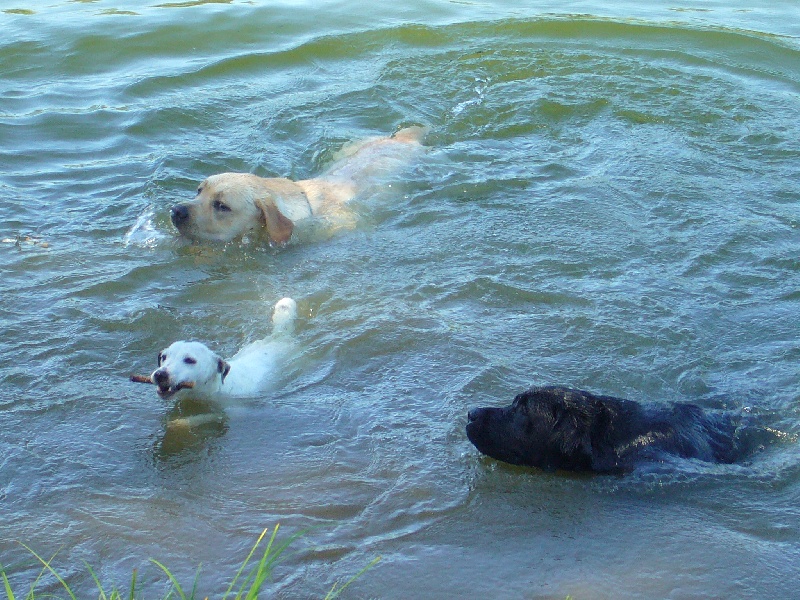 Publication : Du domaine d'orloup Auteur : la domaine d orloup