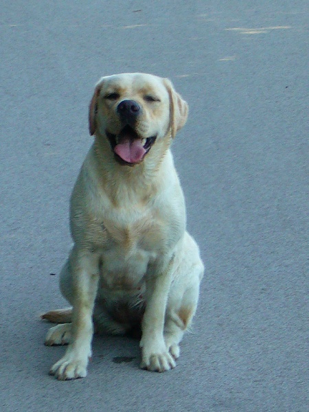 Publication : Du domaine d'orloup Auteur : la domaine d orloup