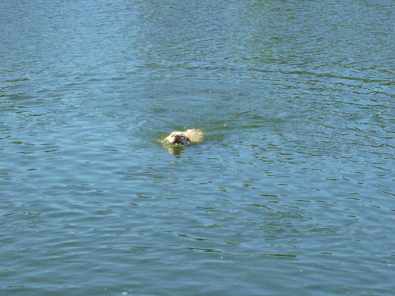 Publication : Du domaine d'orloup Auteur : la domaine d orloup