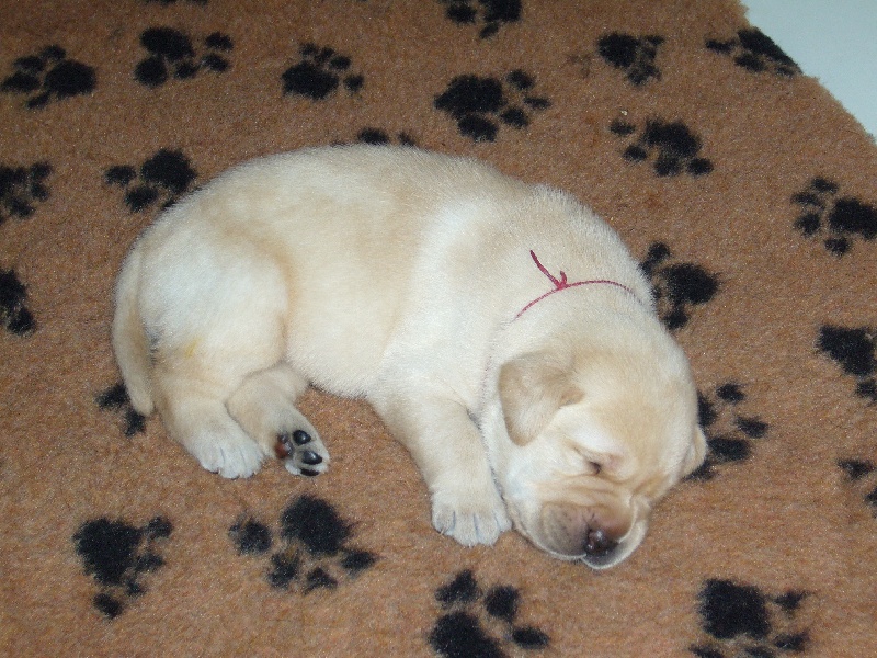 Publication : Du domaine d'orloup Auteur : la domaine d orloup