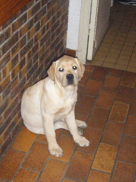 Publication : Du domaine d'orloup Auteur : la domaine d orloup