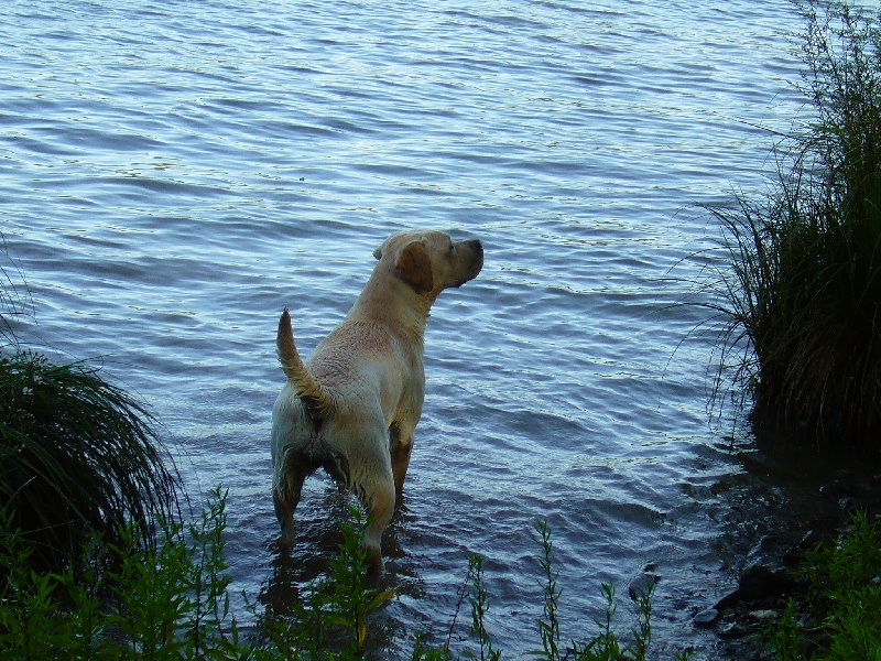 Publication : Du domaine d'orloup Auteur : la domaine d orloup