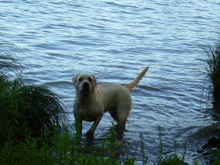 Publication : Du domaine d'orloup Auteur : la domaine d orloup