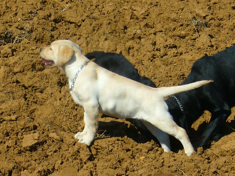 Publication : Du domaine d'orloup Auteur : la domaine d orloup