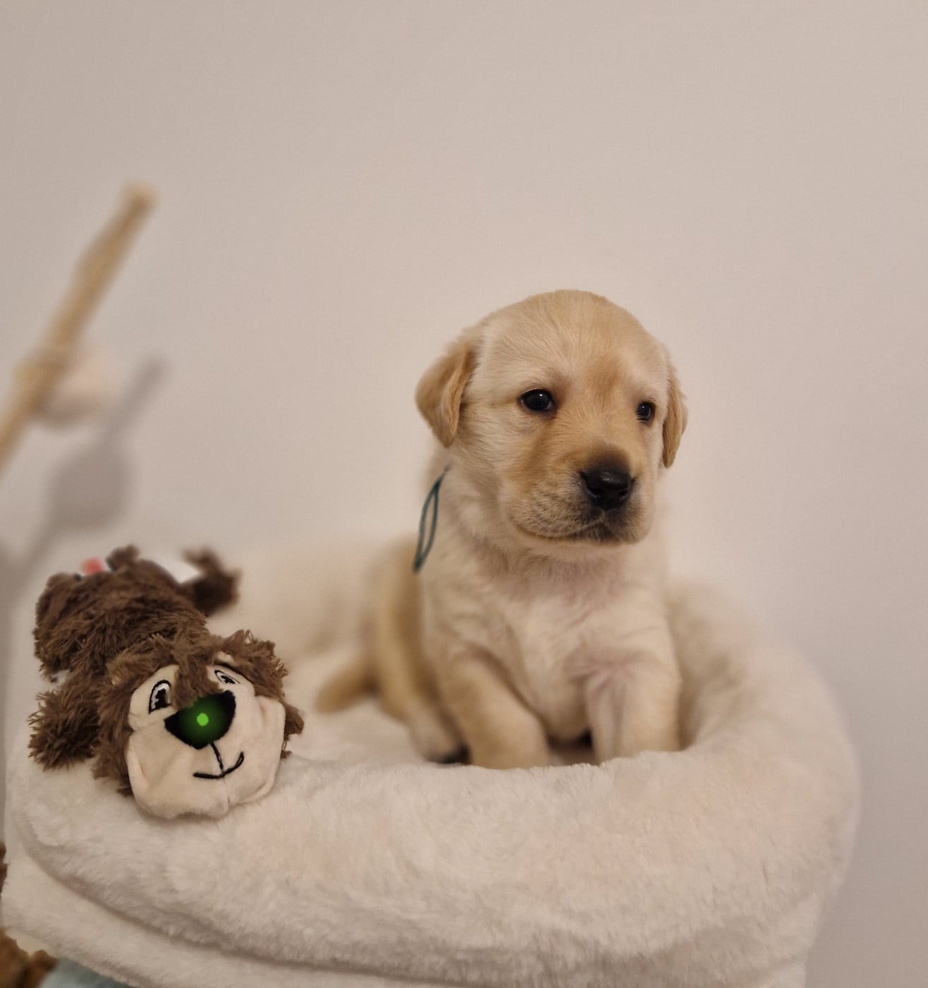 Labrador Retriever - Du domaine d'orloup