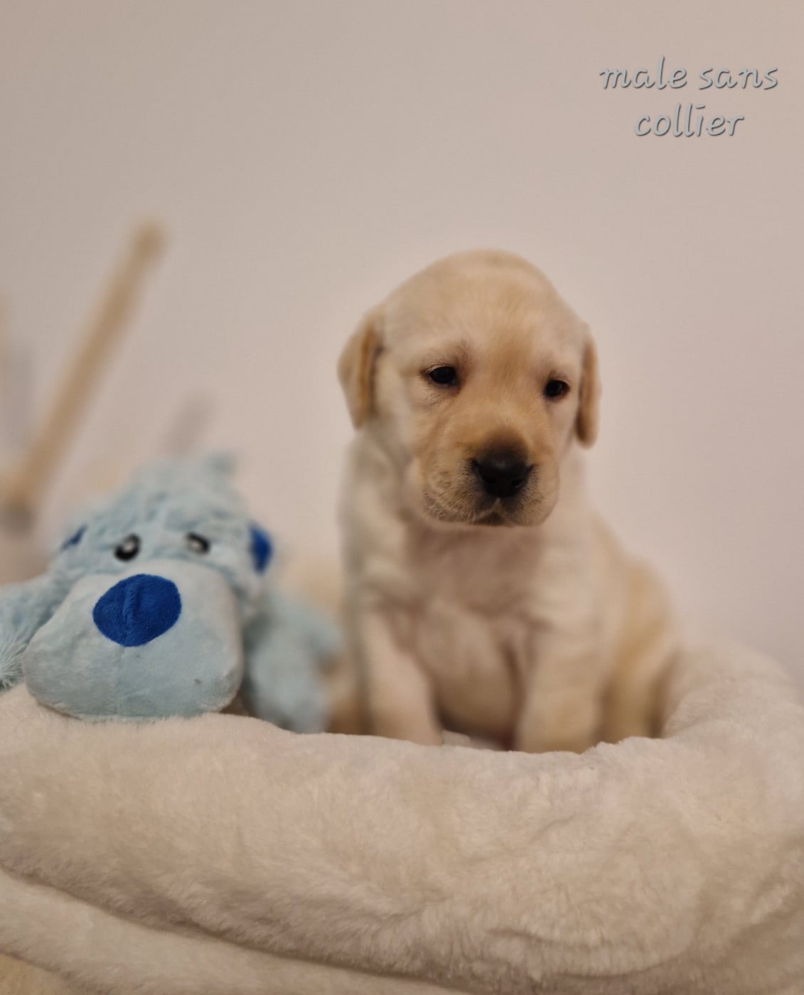 Labrador Retriever - Du domaine d'orloup