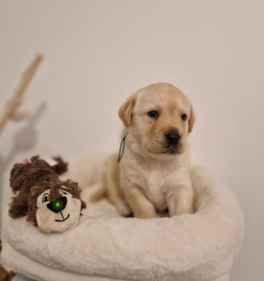 Les chiots de Labrador Retriever