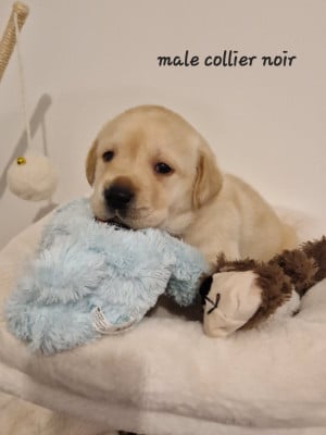 Les chiots de Labrador Retriever