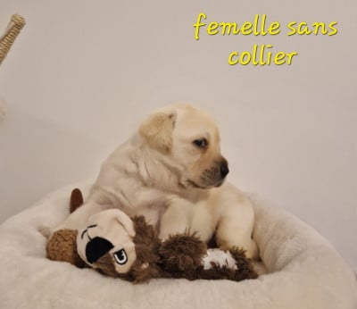 Les chiots de Labrador Retriever
