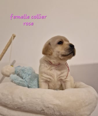 Les chiots de Labrador Retriever