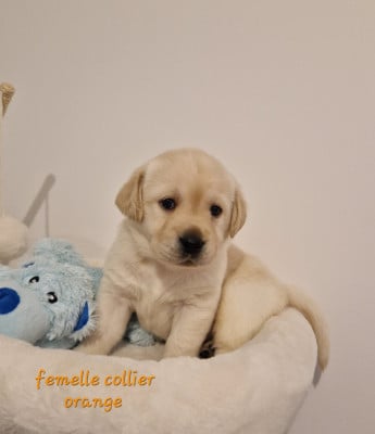 Les chiots de Labrador Retriever