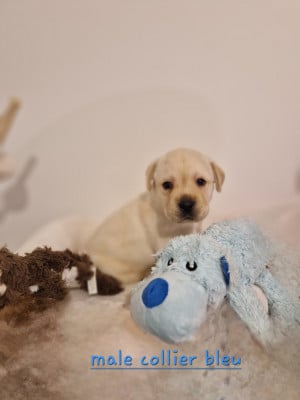 Les chiots de Labrador Retriever