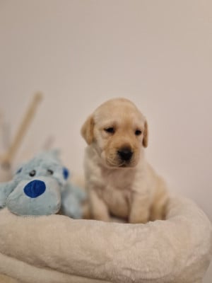 Les chiots de Labrador Retriever