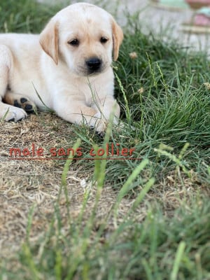 Les chiots de Labrador Retriever