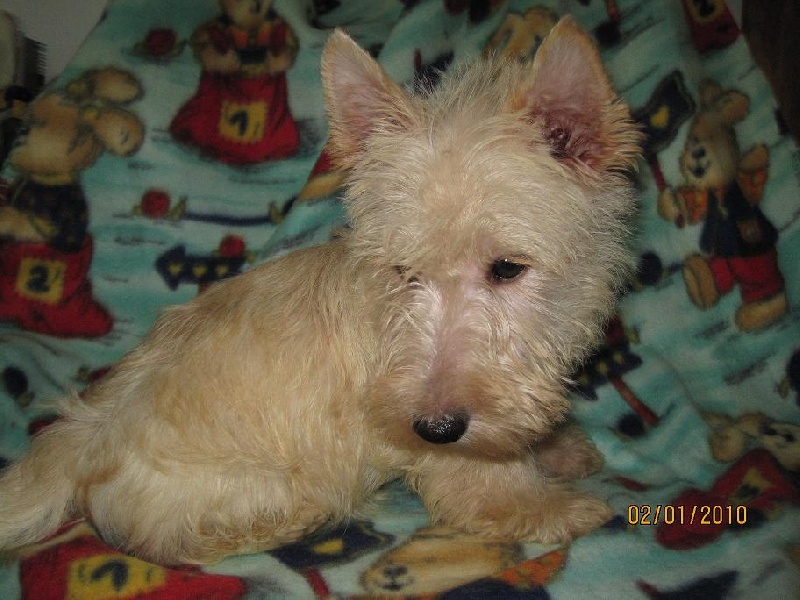 chiot Scottish Terrier de Roller King