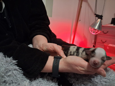 Les chiots de Berger Américain Miniature