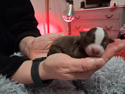 Les chiots de Berger Américain Miniature