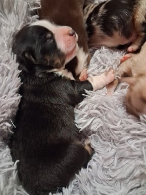 Les chiots de Berger Américain Miniature