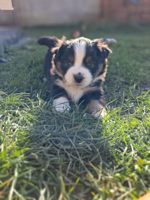Les chiots de Berger Américain Miniature 