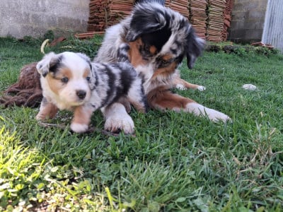 Les chiots de Berger Américain Miniature 