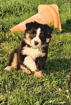 Les chiots de Berger Américain Miniature 