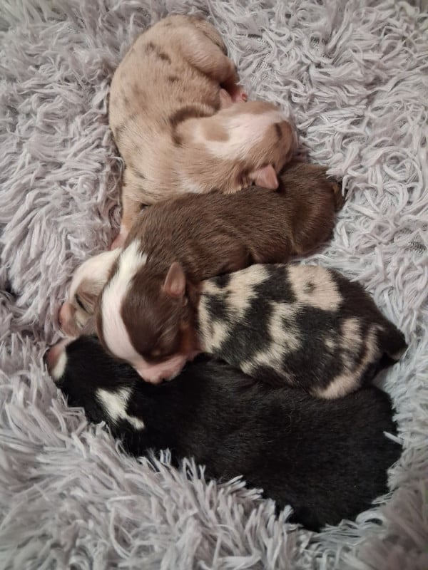 Berger Américain Miniature  - de l'empreinte Eternelle