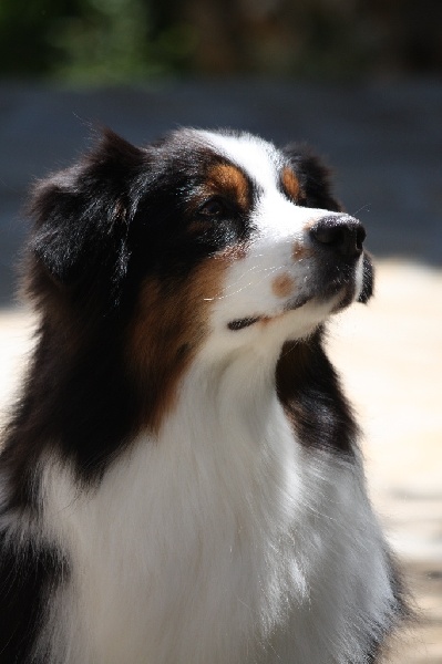 Fidji dite laika du Val d'Aury