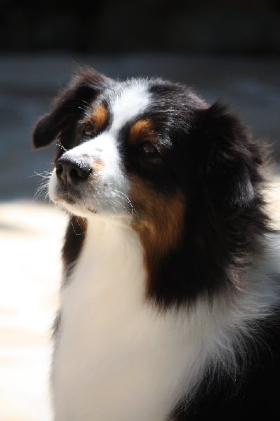 Fidji dite laika du Val d'Aury