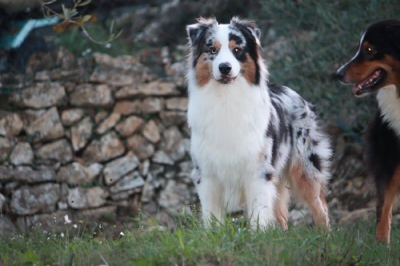 Gunshaî blue du Val d'Aury