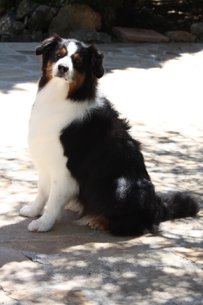 Fidji dite laika du Val d'Aury