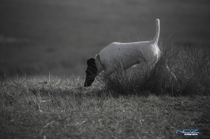 CH. Choubaka de Vallauris des astucieux - CACT-A