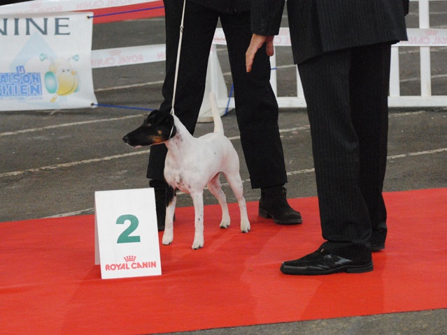 CH. Choubaka de Vallauris des astucieux - Excellent