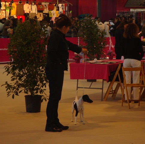CH. Choubaka de Vallauris des astucieux - CACIB-CAC