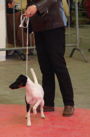 CH. Choubaka de Vallauris des astucieux - RCACIB-RCACS