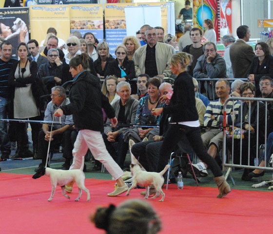 CH. Choubaka de Vallauris des astucieux - CACIB-CACS