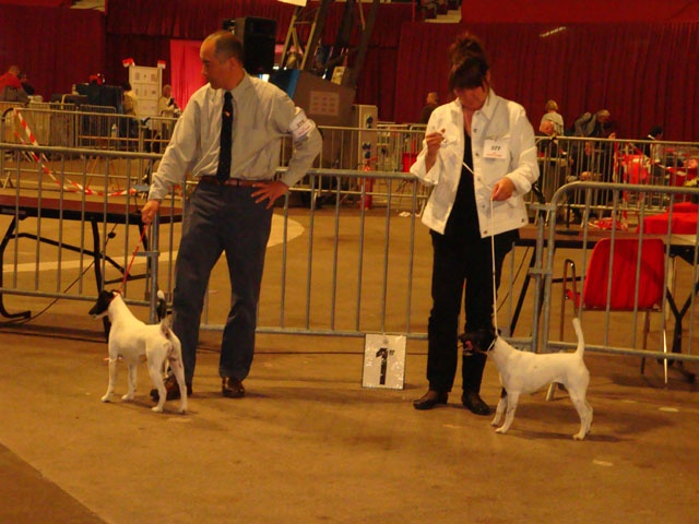 CH. Choubaka de Vallauris des astucieux - RCACIB-RCACS