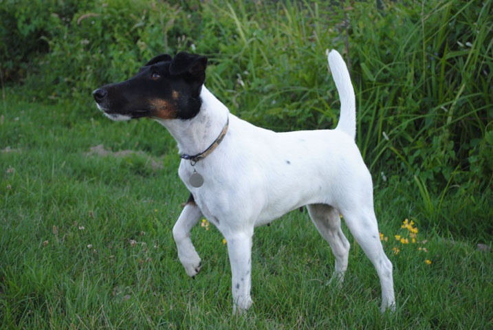 CH. Choubaka de Vallauris des astucieux - CACIT-A