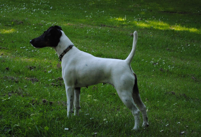 CH. Choubaka de Vallauris des astucieux - Excellent