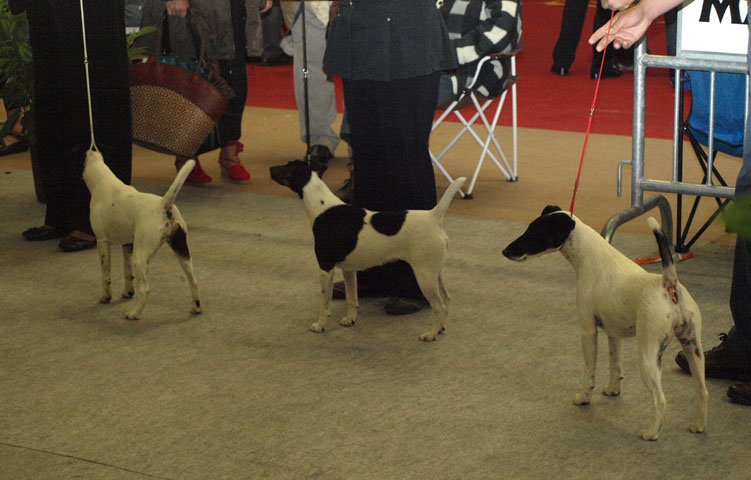 CH. Choubaka de Vallauris des astucieux - RCACIB-RCACS