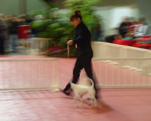 CH. Choubaka de Vallauris des astucieux - CACS