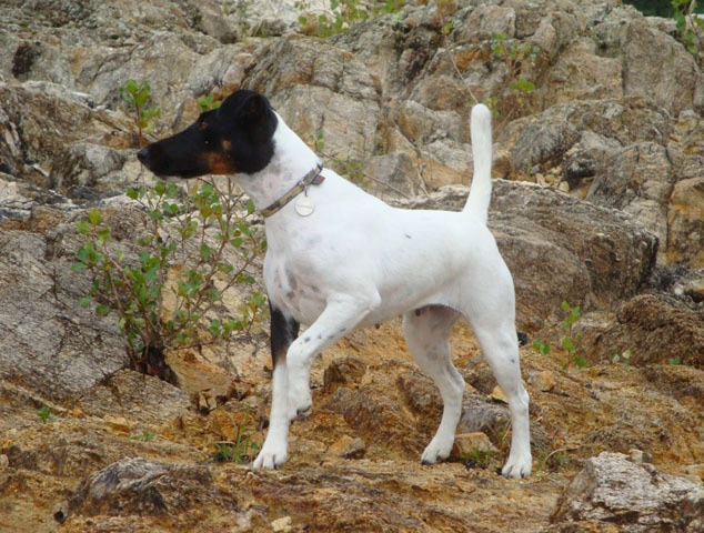 CH. Choubaka de Vallauris des astucieux - CACIB-CACS