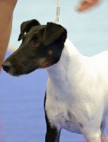 CH. Choubaka de Vallauris des astucieux - Excellent