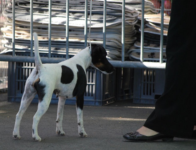 CH. Choubaka de Vallauris des astucieux - Très bon